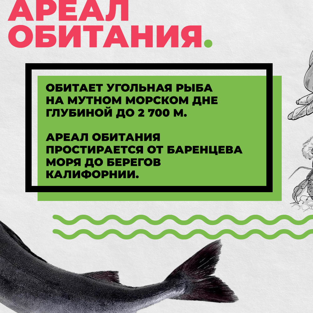 Черная треска (угольная треска) из Аргентины